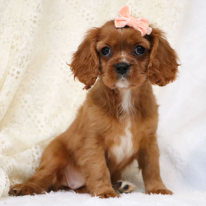 Cavalier King Charles Spaniel Puppy Reese