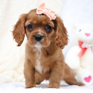 Cavalier King Charles Spaniel Puppy Reese
