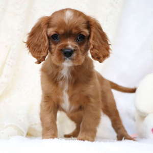 Cavalier King Charles Spaniel Puppy Reese