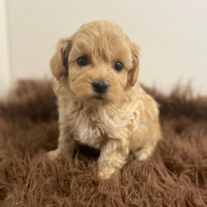 Maltipoo Puppy Atlas