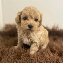 Maltipoo Puppy Atlas