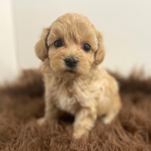 Maltipoo Puppy Atlas