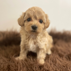 Maltipoo Puppy Atlas