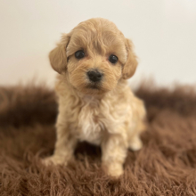 Maltipoo Puppy Atlas