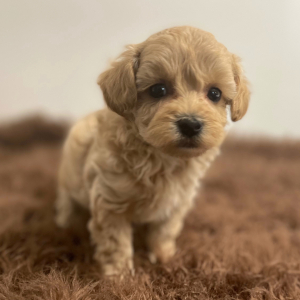 Maltipoo Puppy Atlas