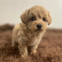 Maltipoo Puppy Atlas