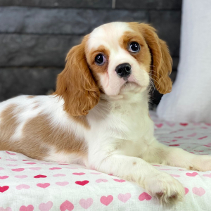 Cavalier King Charles Spaniel Puppy Paco