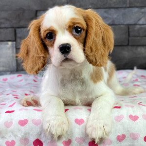 Cavalier King Charles Spaniel Puppy Paco