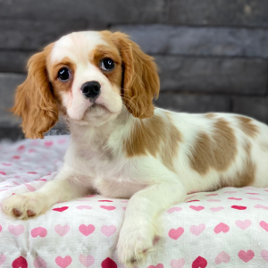 Cavalier King Charles Spaniel Puppy Paco