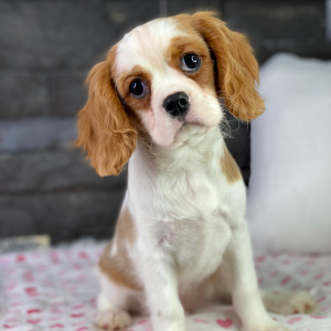 Cavalier King Charles Spaniel Puppy Paco