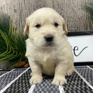Golden Retriever Puppy Wade
