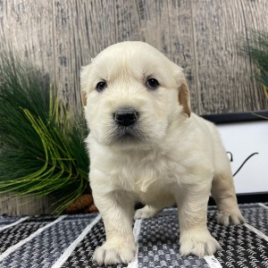 Golden Retriever Puppy Wade
