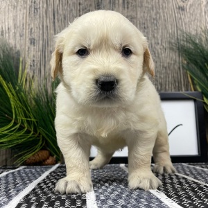 Golden Retriever Puppy Wade