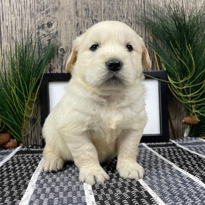 Golden Retriever Puppy Wade