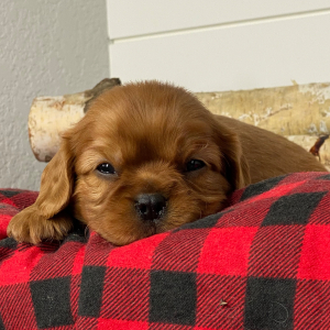 Cavalier King Charles Spaniel Puppy Tyron
