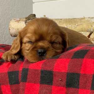 Cavalier King Charles Spaniel Puppy Tyron