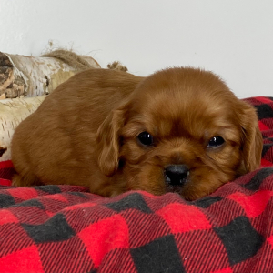 Cavalier King Charles Spaniel Puppy Tyron