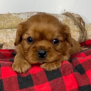 Cavalier King Charles Spaniel Puppy Tyron