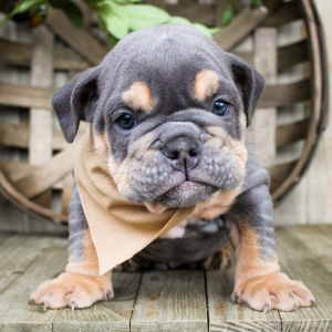 Bulldog Puppy Huck