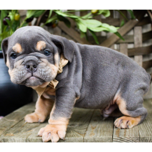 Bulldog Puppy Huck