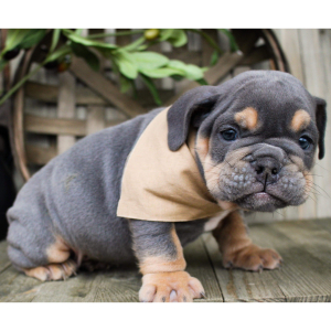 Bulldog Puppy Huck