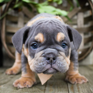 Bulldog Puppy Huck