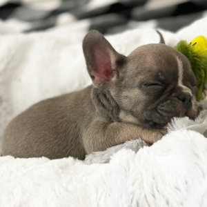French Bulldog Puppy Sweetheart