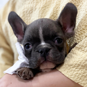French Bulldog Puppy Sweetheart