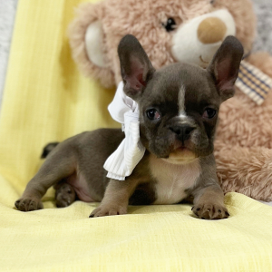 French Bulldog Puppy Sweetheart