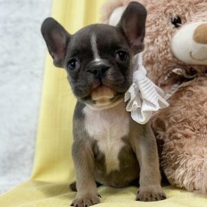 French Bulldog Puppy Sweetheart
