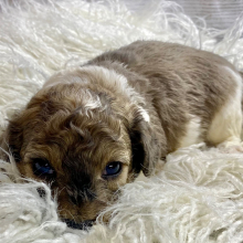 Cockapoo Puppy Hank