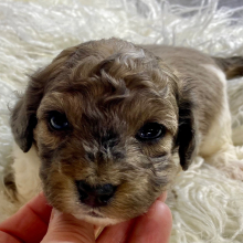 Cockapoo Puppy Hank