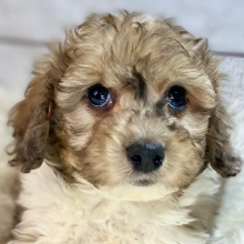 Cockapoo Puppy Hank