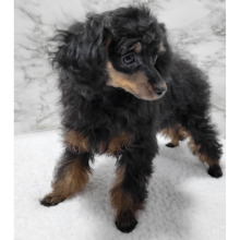 Poodle Puppy Tippy