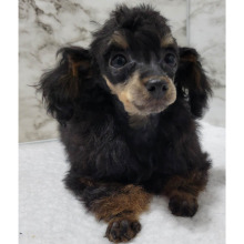 Poodle Puppy Tippy