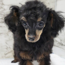 Poodle Puppy Tippy