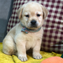 Labrador Retriever Puppy Freely