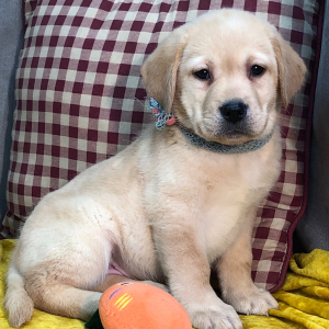Labrador Retriever Puppy Freely