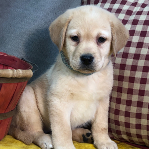 Labrador Retriever Puppy Freely