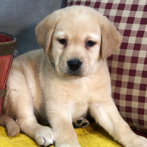 Labrador Retriever Puppy Freely