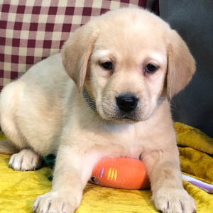 Labrador Retriever Puppy Freely