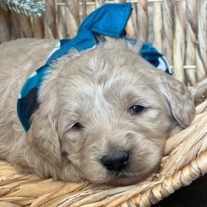 Goldendoodle Puppy Donut