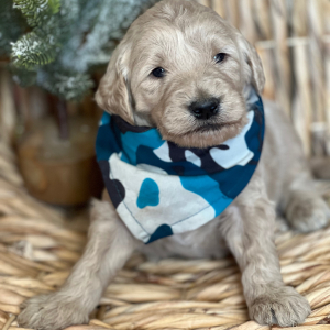 Goldendoodle Puppy Donut
