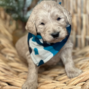 Goldendoodle Puppy Donut