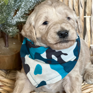 Goldendoodle Puppy Donut