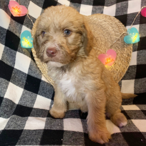 Double Doodle Puppy Ottis