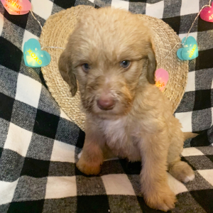 Double Doodle Puppy Ottis