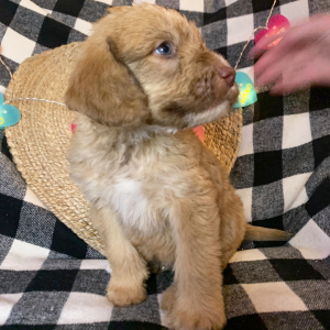 Double Doodle Puppy Ottis