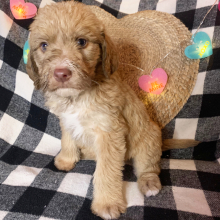 Double Doodle Puppy Ottis