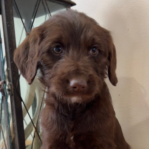 Labradoodle Puppy Tesla